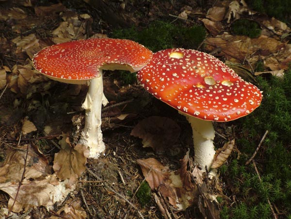 amanita muscaria