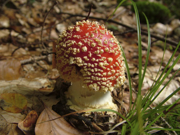 amanita muscaria