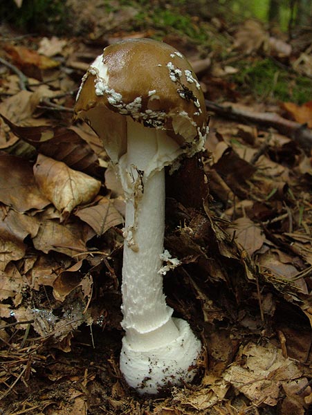 amanita pantherina