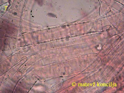 inocybe asterospora - koica klobuka