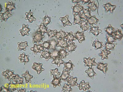 inocybe asterospora - trosi