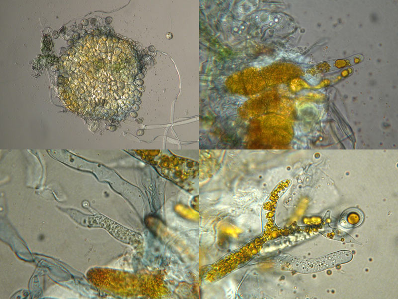 Coleosporium tussilaginis - Nadel-Blasenrost der Waldkiefern