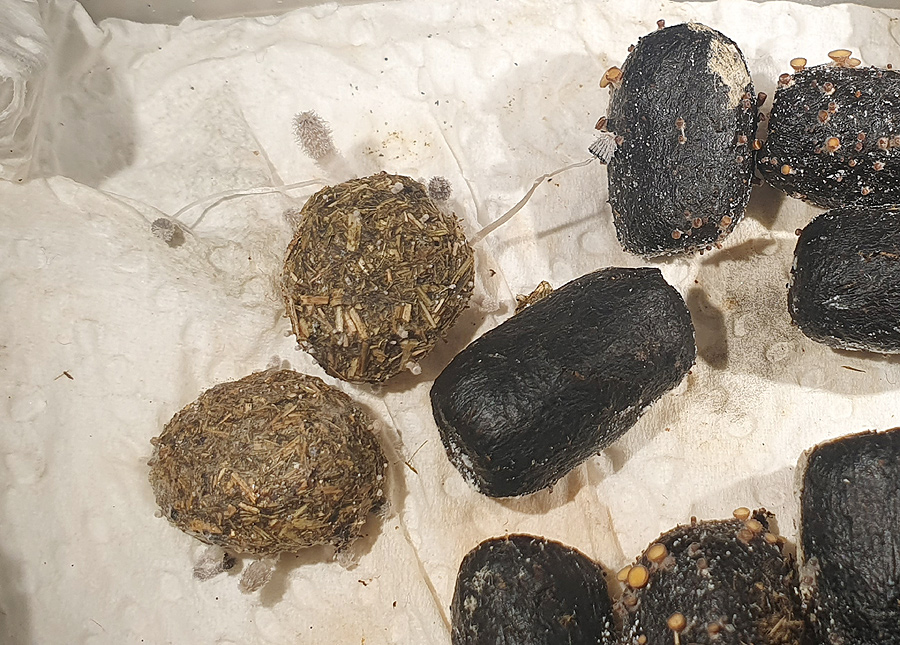 Coprinopsis radiata - Kleine Mist-Hasenpfote