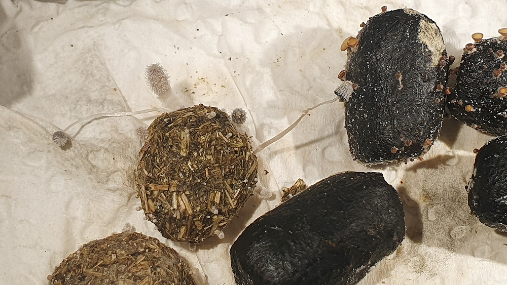 Coprinopsis radiata - Kleine Mist-Hasenpfote