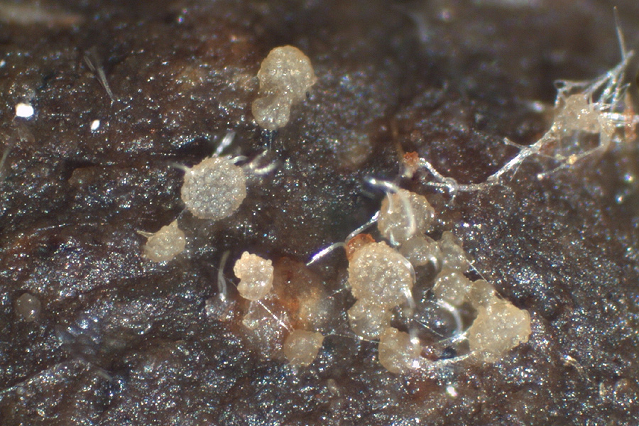 Coprotus sexdecimsporus