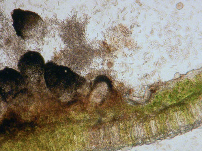 Eudarluca caricis