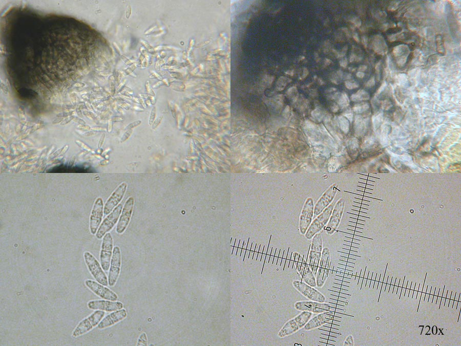 Eudarluca caricis