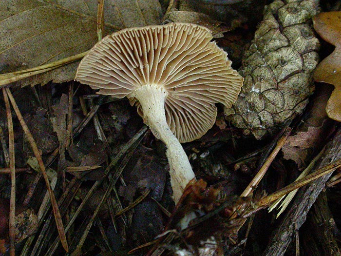 Gymnopus peronatus - Brennender R&uuml;bling