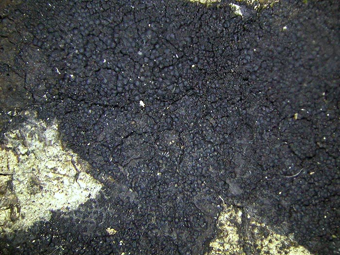 Immotthia atrograna
