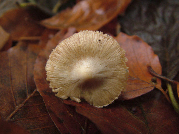 inocybe geophylla