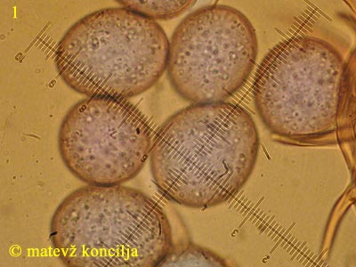 Peronospora lamii
