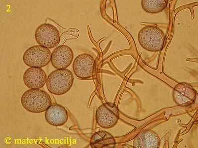 Peronospora lamii