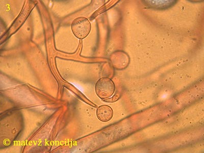 Peronospora lamii