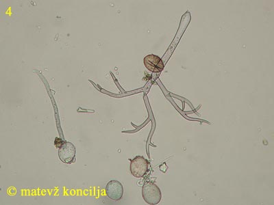 Peronospora lamii