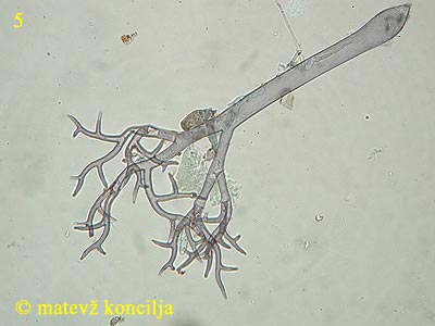 Peronospora lamii