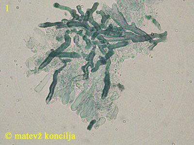 Lenzites betulina
