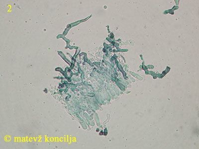 Lenzites betulina