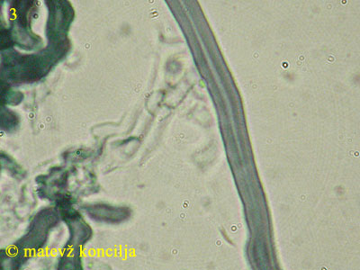 Lenzites betulina