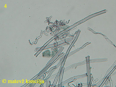 Lenzites betulina