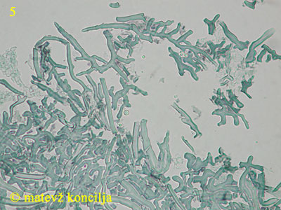 Lenzites betulina