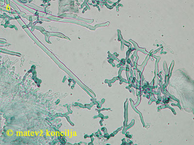 Lenzites betulina