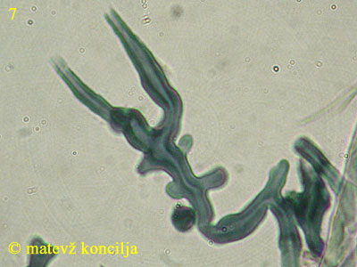 Lenzites betulina