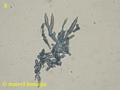 Lenzites betulina