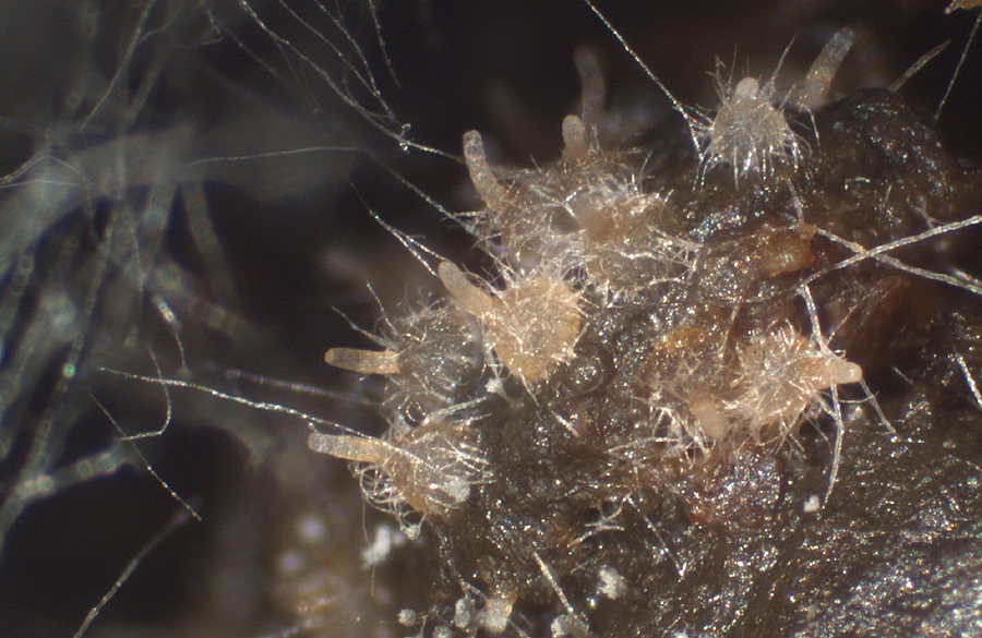 Melanospora zamiae