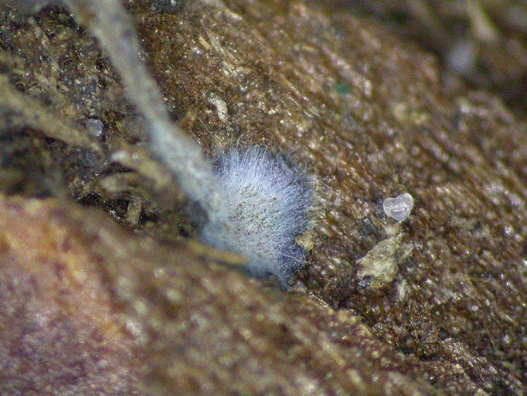 Mycena amicta - Geschm&uuml;ckter Helmling