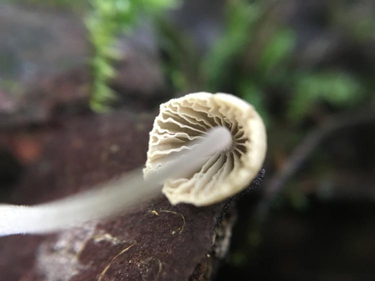 Mycena amicta - Geschm&uuml;ckter Helmling