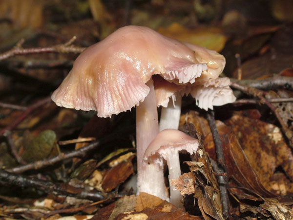 mycena rosea