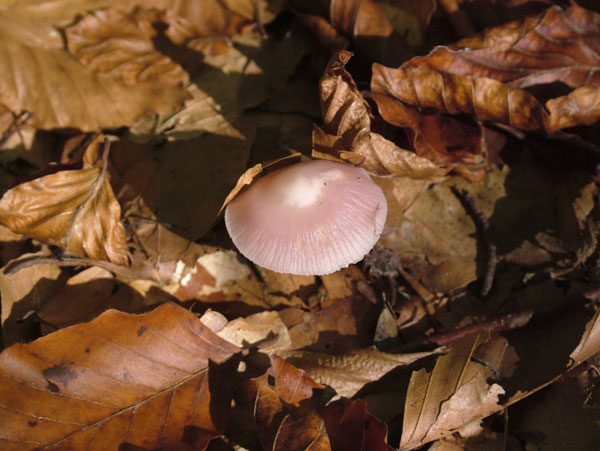 mycena rosea