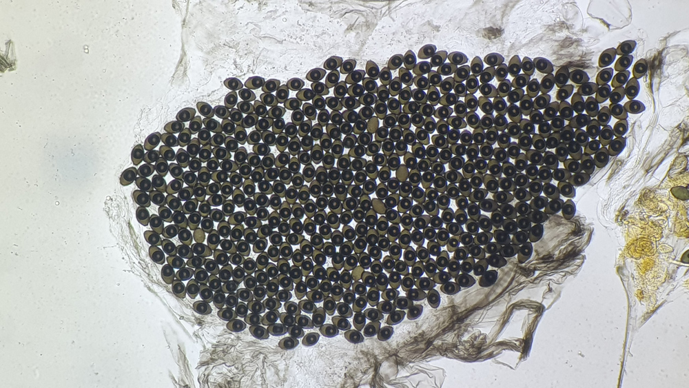 Podospora granulostriata