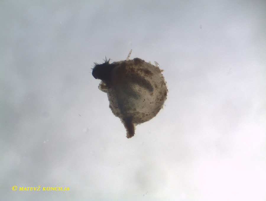 Podospora millespora auf Rehdung