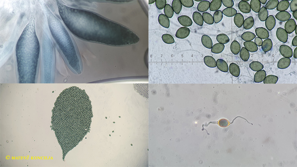 Podospora millespora auf Rehdung