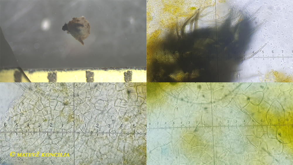 Podospora millespora auf Rehdung