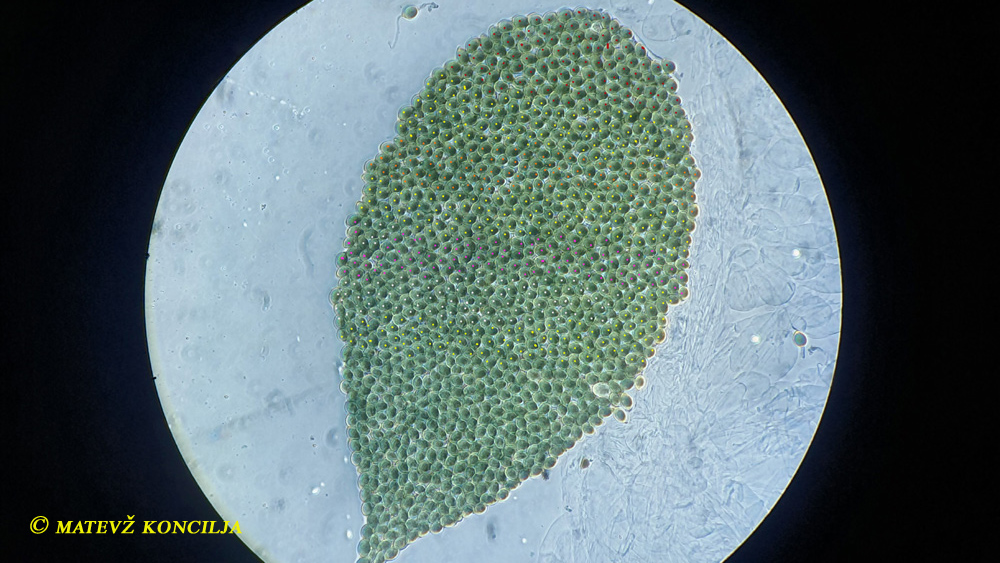 Podospora millespora auf Rehdung