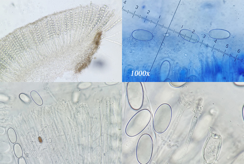 Pseudombrophila theioleuca - Schwefelgelber Dungbecherling