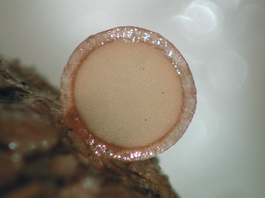 Pseudombrophila theioleuca