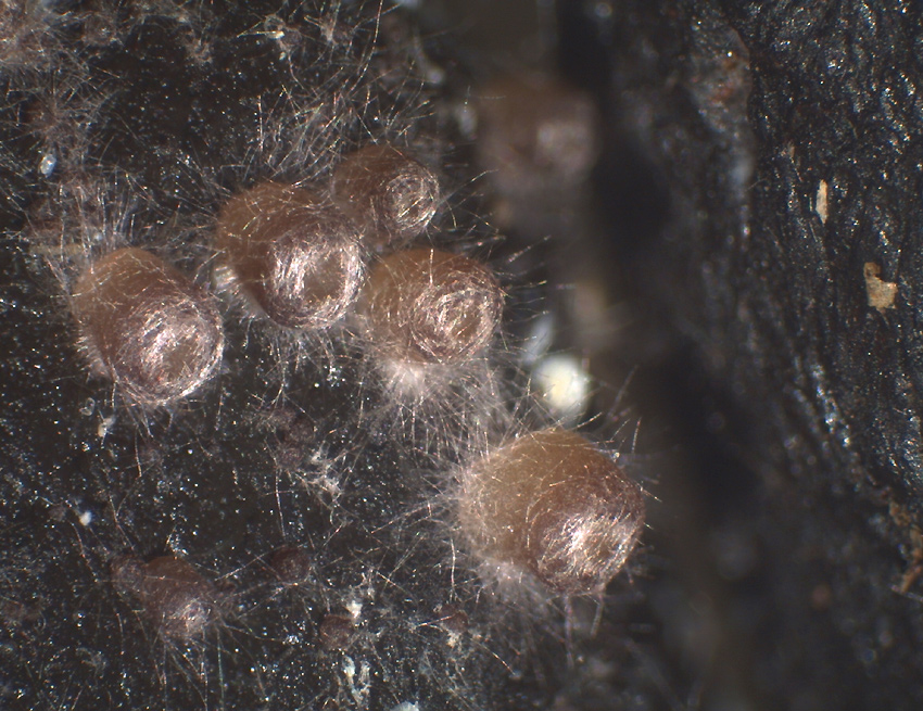 Pseudombrophila theioleuca - Schwefelgelber Dungbecherling