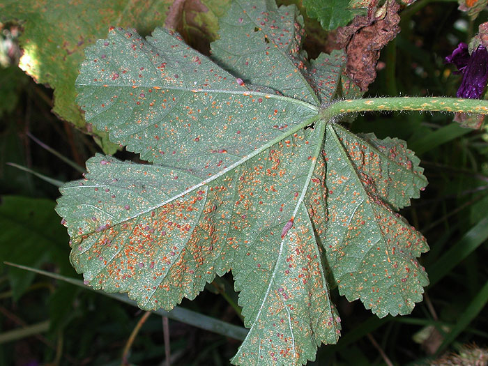 Puccinia malvacearum