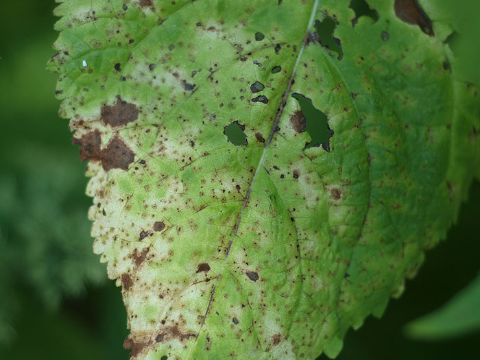 Puccinia salviae
