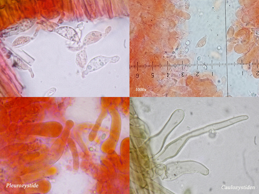 Rhizomarasmius setosus