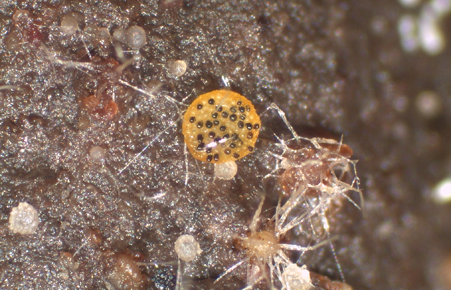 Saccobolus glaber