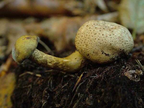 scleroderma citrinum