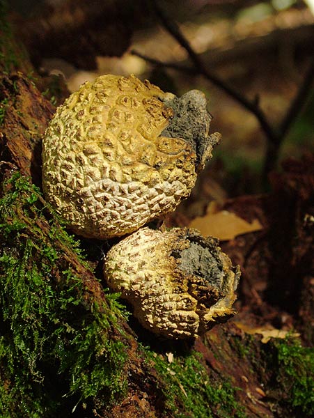 scleroderma citrinum
