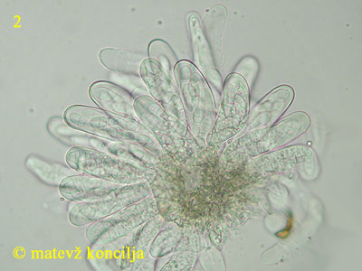 Saccothecium sepincola - aski