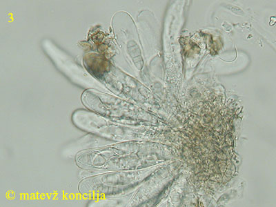 Saccothecium sepincola - aski