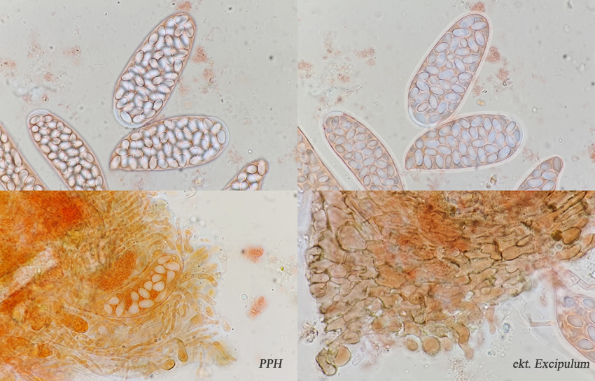 Thelebolus crustaceus