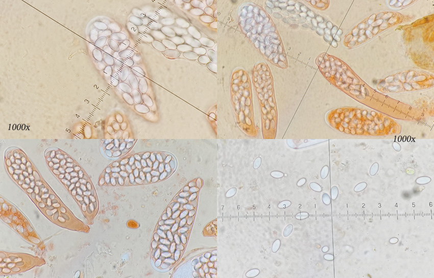 Thelebolus crustaceus